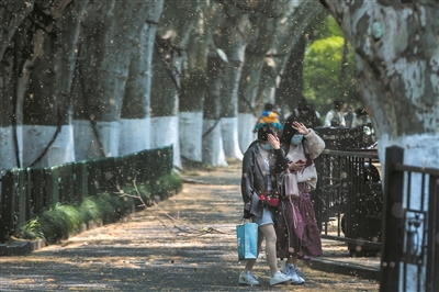 就杭州来说,春天的飞絮大致是这样的节奏:4月初,梧桐最早开始飞絮;到