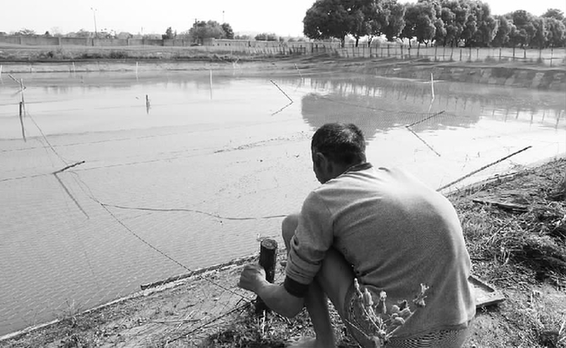 30万美元杭州找观赏鱼为何有钱无市? 中国人民