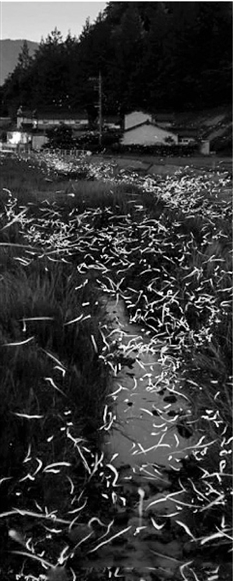 残酷的浪漫 萧山湘湖萤飞夜计划放飞上万只萤