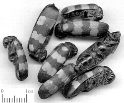 煎服甘草七天 全身过敏红疹 中国人民政治协商