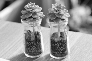 秋季,插一盆萌多肉 扦插多肉有讲究 中国人民