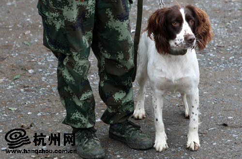 浙江丽水滑坡救援中感动了无数网友的受伤功臣搜救犬 可还好么?
