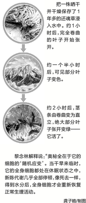 杭州临安高耸入云的石壁上 找到了十几株九死