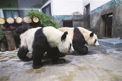 熊猫馆新馆主"成就""双好"到杭 带大家见识国宝魅力