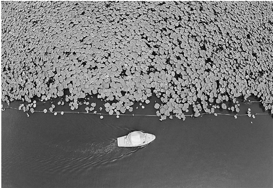 白露至 天渐凉 西湖荷花抓紧赏