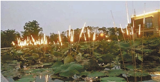 自然·芦苇 自然·芦苇