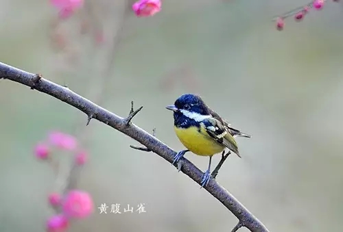 黄腹山雀