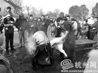 都市快报“我们大杭州”众筹杀年猪，上周末在富阳龙门古镇吸引了不少当地居民和游客。 
