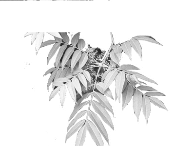 夏日炎炎出门动动几点要注意 防蚊防蛇防中暑 还有像漆树这样的花花草草千万不能碰 夏日炎炎出门动动几点要注意 防蚊防蛇防中暑 还有像漆树这样的花花草草千万不能碰