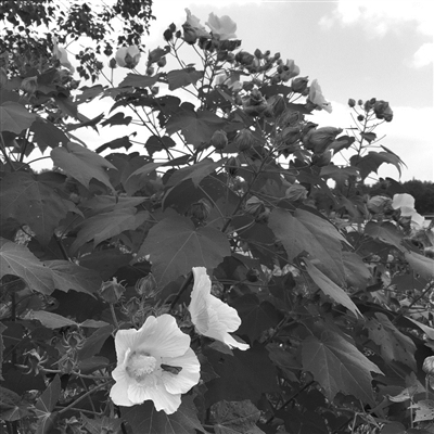 木芙蓉