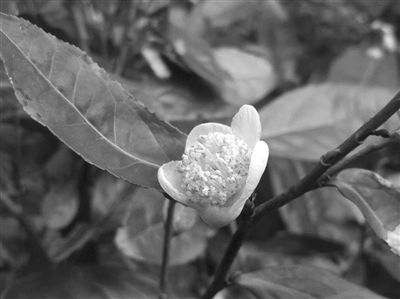 茶树花