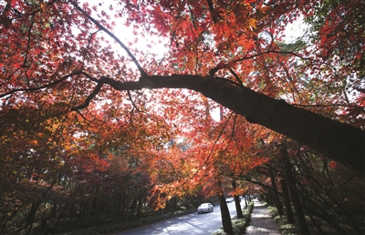 灵隐路红叶