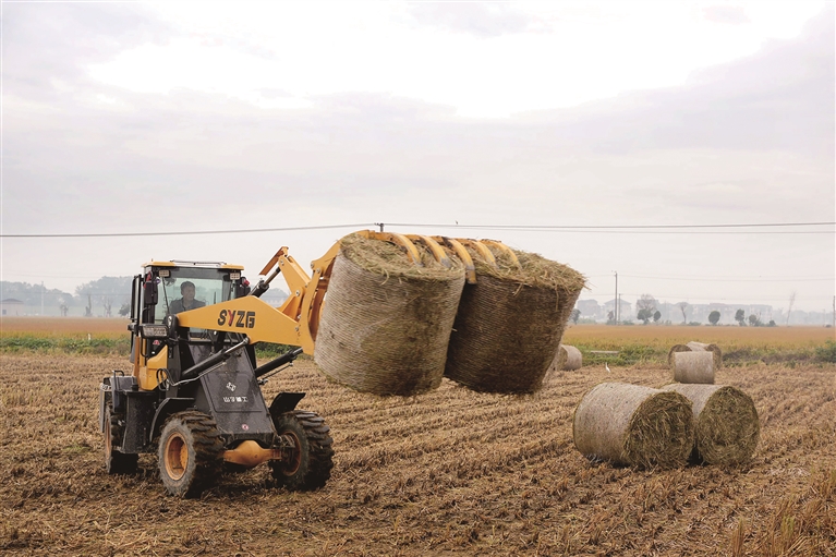 夹草机搬运“稻田卷” 记者 陈林森 摄