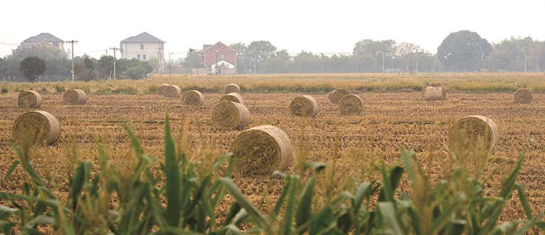 稻田间的“瑞士卷”