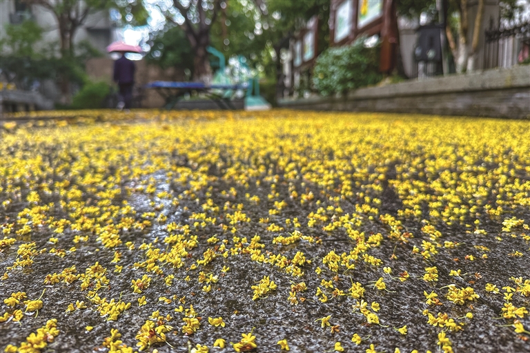 秋雨绵绵,桂花落满地。 记者 陈中秋 摄