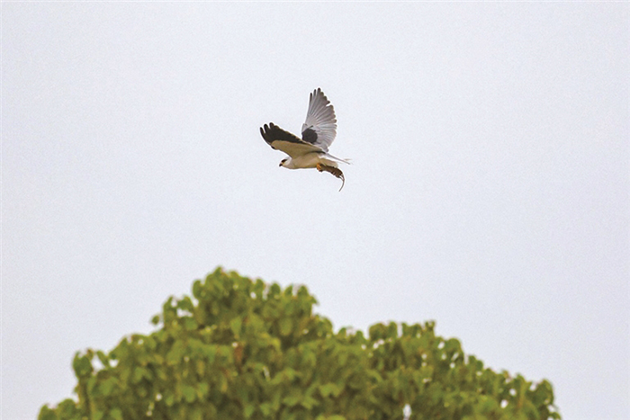 抓住老鼠的黑翅鸢