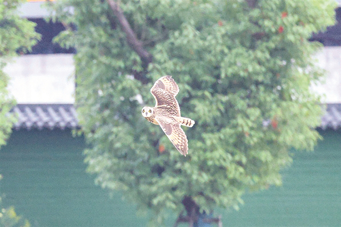 短耳鸮的表情很可爱