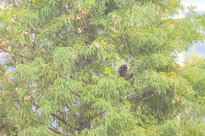 躲在“树洞”里的短耳鸮