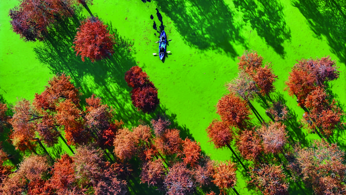 杭州青山湖水上森林已进入红杉的最佳观赏期。每日商报 记者 项凯 摄影