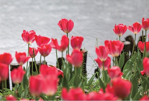 太子湾郁金香 记者 夏阳 摄