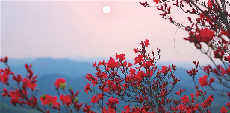 浮云岭上映山红 记者 宣涛 摄