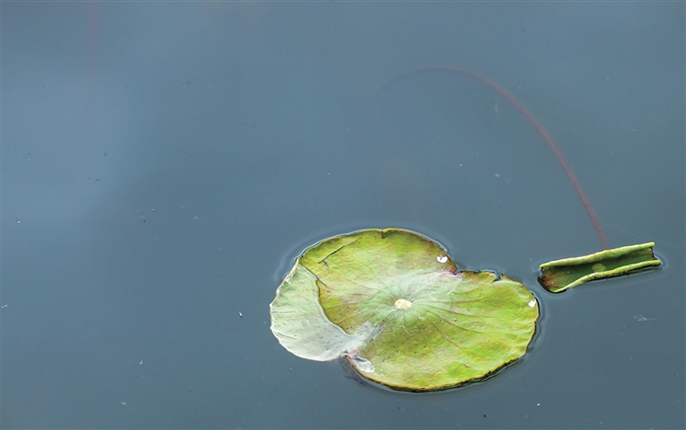 西湖里已经有荷叶冒出水面 记者 陈中秋 摄