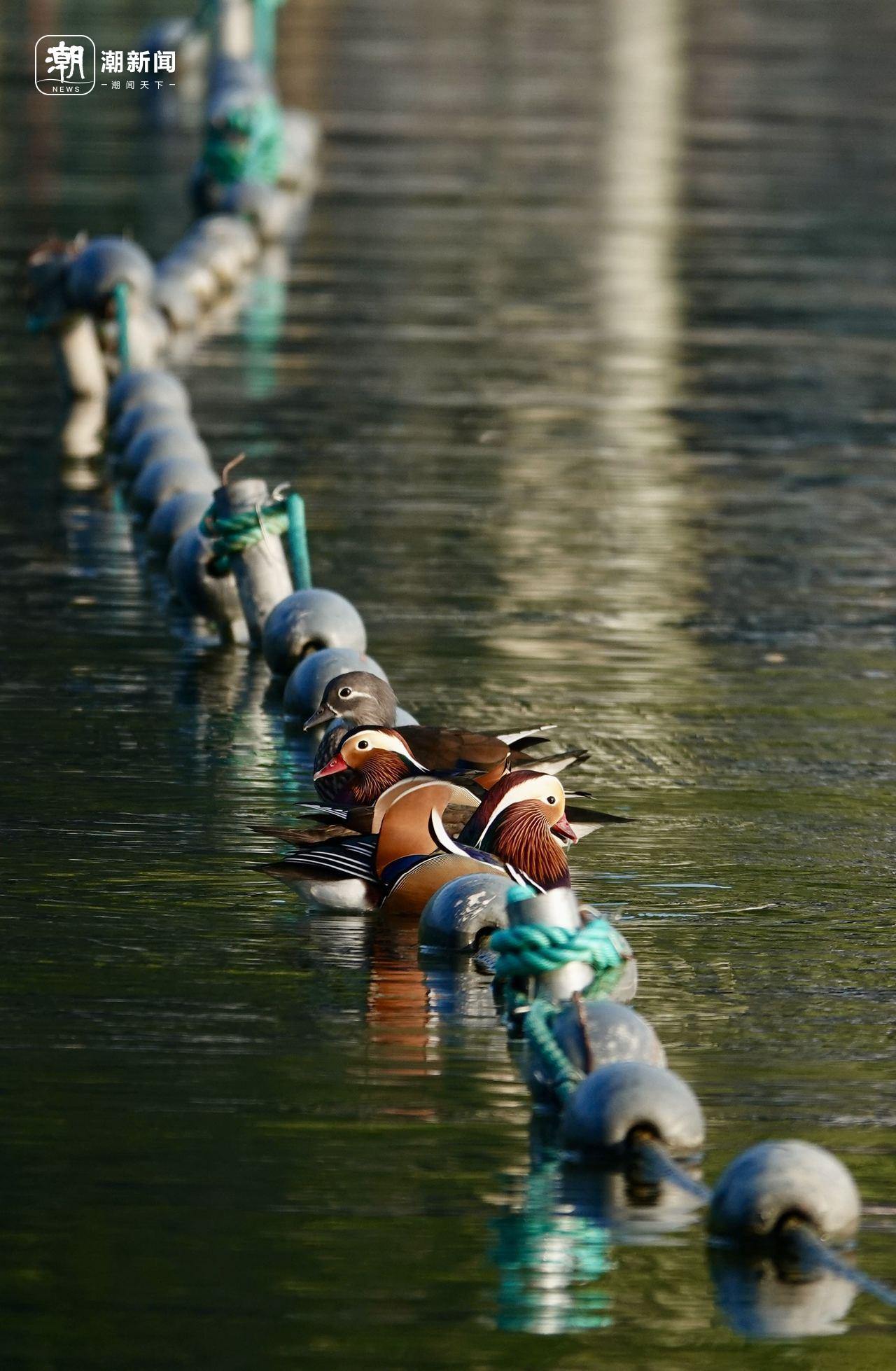 换羽归来的鸳鸯在西湖聚集。记者 杨晓轩 摄