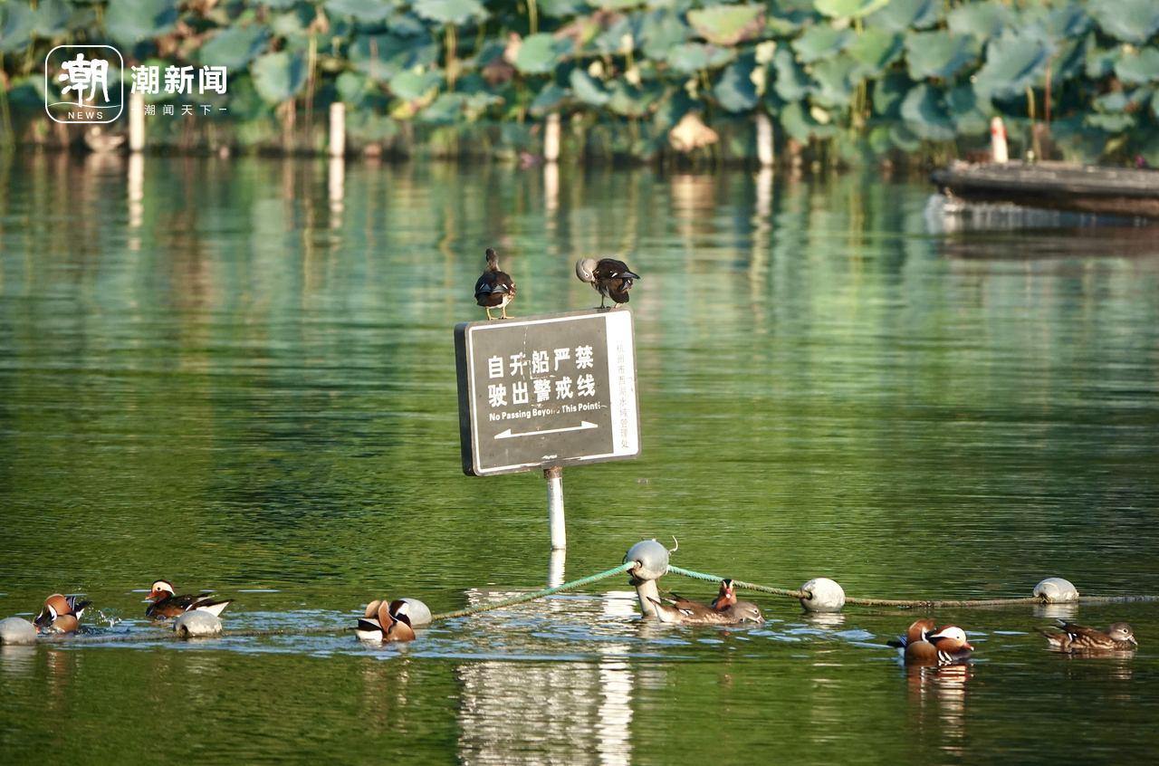换羽归来的鸳鸯重回大众视野,给西湖增添了灵动色彩。记者 杨晓轩 摄