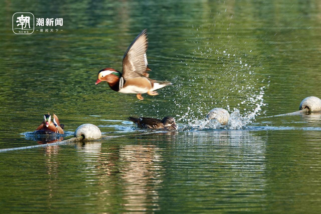一只雄鸳鸯在晨光中展翅。记者 杨晓轩 摄
