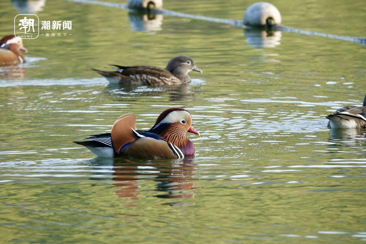 成双成对的鸳鸯在西湖游弋。记者 杨晓轩 摄