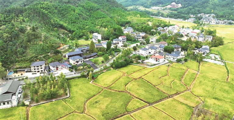 银杏之乡万市正处于“青黄相接”期 陈柳青 摄