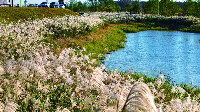 北湖草荡。记者 陈林森 摄