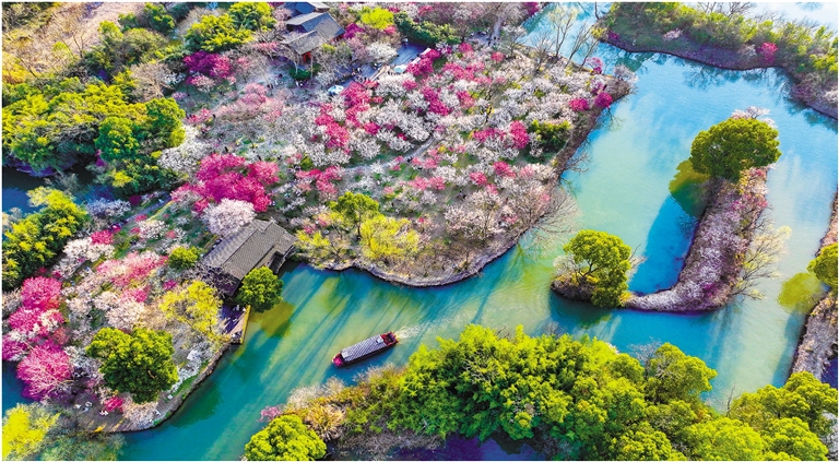 梅花盛开的西溪湿地。