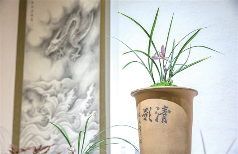 郭庄春兰精品展开启 记者 陈中秋 摄